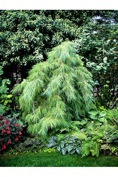 Сосна веймутова Пендула опис